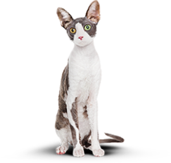 Худой кот после употребления корма