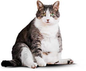 Толстый кот до употребления корма